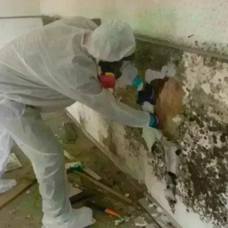 Mold Remediation and Removal in Newton, GA